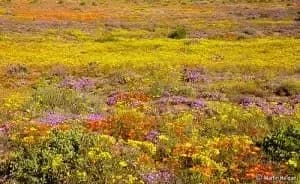 desert-blooms.jpg.webp